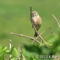 linnet (Carduelis cannabina) K & M Noble